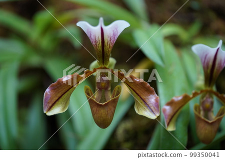 絨毛兜蘭 Paphiopedilum villosum 99350041