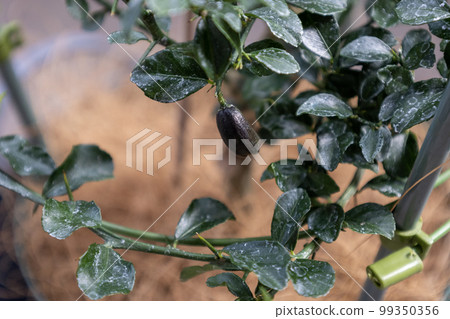 finger lime with small black cylindrical fruit 99350356