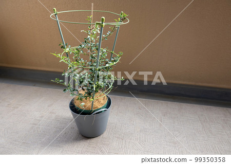 finger lime with small black cylindrical fruit finger lime with small black cylindrical fruit 99350358