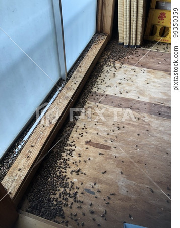 stink bug stink bug 99350359