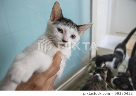 Indoor protection cat 99350432