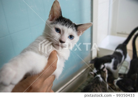 室內保護貓 99350433