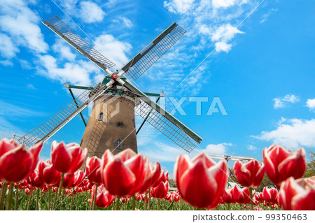 A tulip field with a windmill 99350463