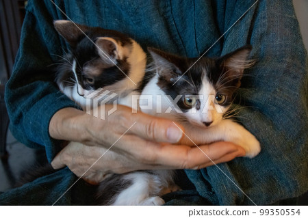 elderly woman holding a cat 99350554