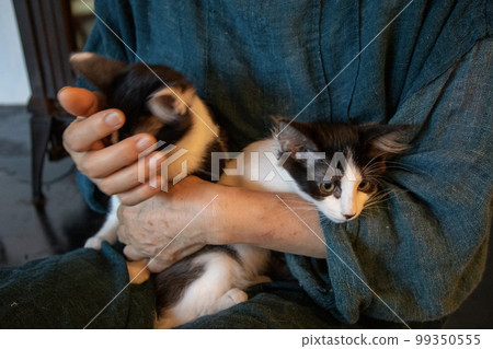 elderly woman holding a cat elderly woman holding a cat 99350555