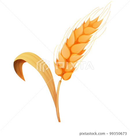Wheat spikelet, grain on straw in cartoon style, detailed isolated on white background. Agriculture plant with seeds Wheat spikelet, grain on straw in cartoon style, detailed isolated on white background. Agriculture plant with seeds 99350673