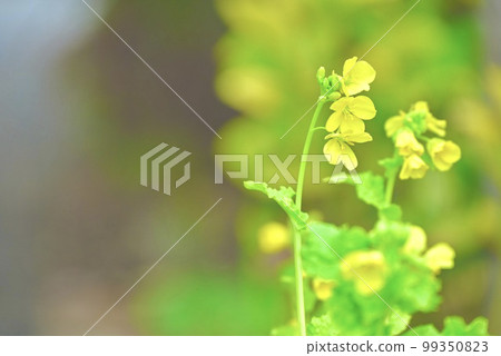 強姦開花在路旁開花 強姦開花在路旁開花 99350823