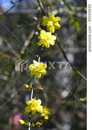 大雞蛋花（黃梅花偽） 99350830