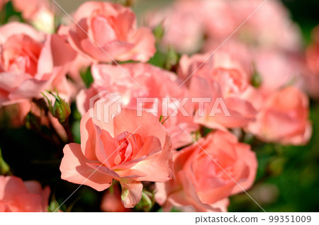 在附近的玫瑰園中看到的花 在附近的玫瑰園中看到的花 99351009
