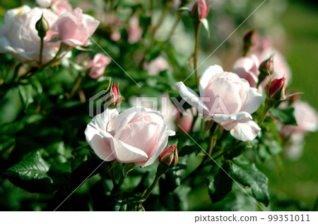 在附近的玫瑰園中看到的花 99351011