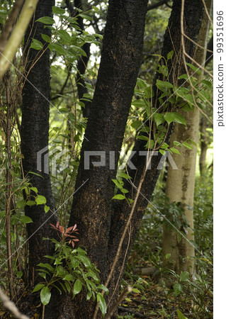 Trees and grasses Trees and grasses 99351696