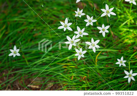 white cute leek flower 99351822