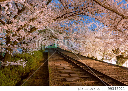 Night cherry blossoms in Kyoto and an abandoned railway line (Keage Incline) Night cherry blossoms in Kyoto and an abandoned railway line (Keage Incline) 99352021