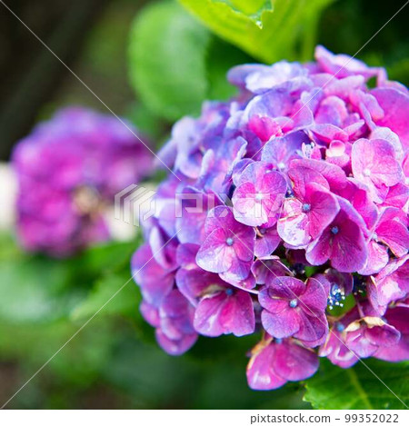 紫色繡球花 紫色繡球花 99352022