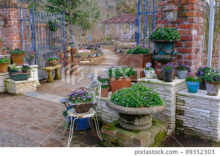 Rosanberry Tawada，一個等待春天的冬季英式花園 99352303