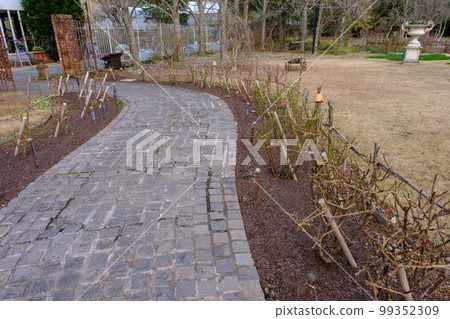 Rosanberry Tawada，一個等待春天的冬季英式花園 99352309