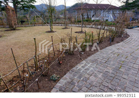 Rosanberry Tawada，一個等待春天的冬季英式花園 99352311