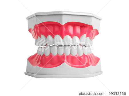 White healthy teeth of fake dentistry jaw model with good enamel of tooth and pink gums isolated on white background White healthy teeth of fake dentistry jaw model with good enamel of tooth and pink gums isolated on white background 99352366