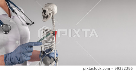 Banner with doctor pointing to skeleton arm with red shoulder with pencil. Painful joints. Skeletal system anatomy, body structure, medical education concept. Copy space 99352396