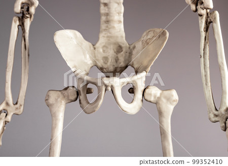 Human skeleton pelvis. Skeletal system anatomy, body structure, medical education concept. Reproductive, urinary or digestive systems. Human skeleton pelvis. Skeletal system anatomy, body structure, medical education concept. Reproductive, urinary or digestive systems. 99352410