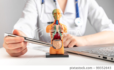 Doctor showing intestines at 3d human model with internal organs. Woman in lab coat sitting at table with laptop. Anatomy and medicine concept 99352643