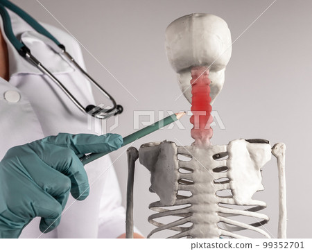 Doctor pointing to skeleton cervical spine with red spot. Neck pain. Skeletal system anatomy, medicine, medical conditions concept. Woman in lab coat with stethoscope holding pencil. 99352701
