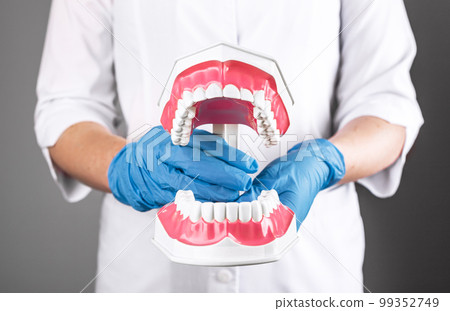 Dentist with open teeth jaw model in hand. Dentistry and stomatology concept Dentist with open teeth jaw model in hand. Dentistry and stomatology concept 99352749