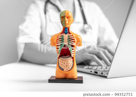 studying 3d human model with internal organs. Medical online checkup concept studying 3d human model with internal organs. Medical online checkup concept 99352751