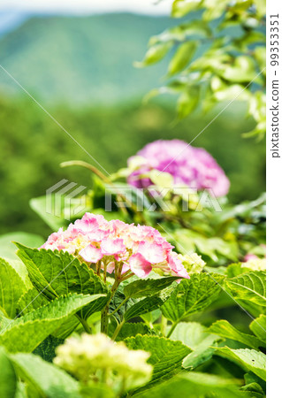 Fresh green Chomeiji Temple Fresh green Chomeiji Temple 99353351