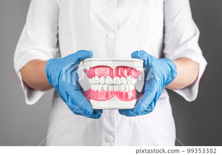 Dentist holding white healthy clean teeth jaw, model in hands. Dentistry, health care concept 99353382