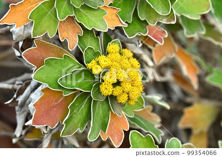 Anemone (Ajania pacifica) Anemone (Ajania pacifica) 99354066