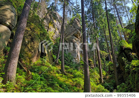 Beautiful green forest with rocks in the mountains. 99355406