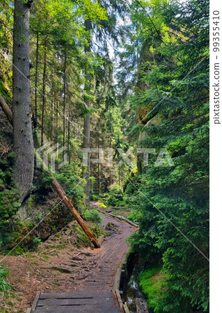 Hiking trail in a green forest. Outdoor recreation. Hiking trail in a green forest. Outdoor recreation. 99355410