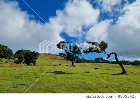 Green meadow and trees on the slope of the island on a sunny day. Green meadow and trees on the slope of the island on a sunny day. 99355423