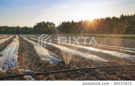 Organic farm field with patches covered with plastic mulch at sunset. Organic farm field with patches covered with plastic mulch at sunset. 99355655
