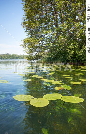 Lake with water lilies on a sunny summer day. 99355656