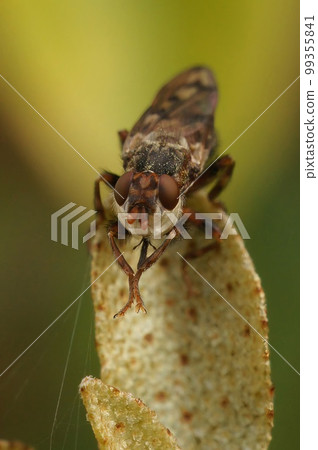 Closeup on an add looking Spot-winged Spring Beegrabber, Myopa tessellatipennis , sitting on top of the vegetation Closeup on an add looking Spot-winged Spring Beegrabber, Myopa tessellatipennis , sitting on top of the vegetation 99355841
