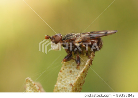 Closeup on an add looking Spot-winged Spring Beegrabber, Myopa tessellatipennis , sitting on top of the vegetation 99355842
