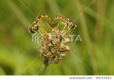 Closeup on 2 mating Sphaerophoria hoverflies on the tip of vegetation Closeup on 2 mating Sphaerophoria hoverflies on the tip of vegetation 99355845