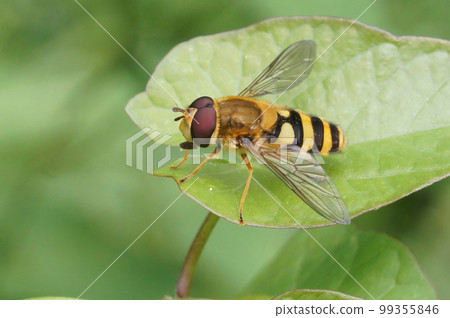 Closeup on a common yellow banded hoverfly, Syrphus ribesii , sitting on a green leaf 99355846