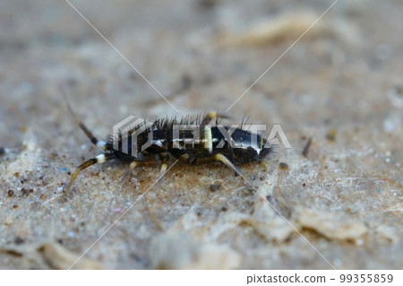 Closeup on a small colorful springtail , A Orchesella cincta, sitting on a rocky surface Closeup on a small colorful springtail , A Orchesella cincta, sitting on a rocky surface 99355859