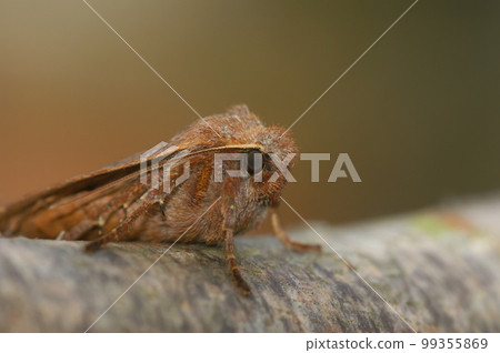 Frontal closeup on a Chestnut owlet moth, Conistra vaccinii 99355869