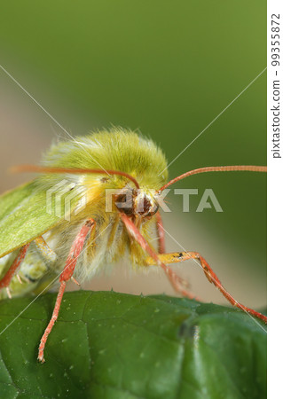 Closeup of the emerald green silver-lines moth, Pseudoips prasinana sitting on a green leaf Closeup of the emerald green silver-lines moth, Pseudoips prasinana sitting on a green leaf 99355872
