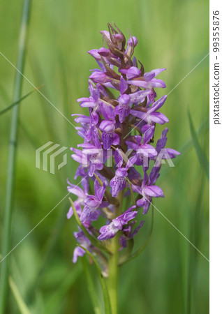 Closeup on a fresh pink colored Western Marsh Orchid, Dactylorhiza majalis, against green background 99355876