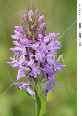 Closeup on a fresh pink colored Western Marsh Orchid, Dactylorhiza majalis, against green background Closeup on a fresh pink colored Western Marsh Orchid, Dactylorhiza majalis, against green background 99355877