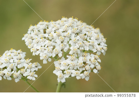 Closeup on the white flower of common yarrow,Achillea millefolium, against a green background 99355878