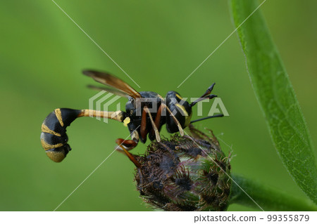 Natural closeup on the odd looking waisted beegrabber fly, Physocephala rufipes Natural closeup on the odd looking waisted beegrabber fly, Physocephala rufipes 99355879