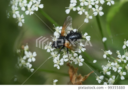 Detailed natural closeup on a spiky Tachnid fly, Zophomyia temula sitting on a white flower Detailed natural closeup on a spiky Tachnid fly, Zophomyia temula sitting on a white flower 99355880