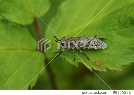 Closeup on a common horsefly or cleg fly, haematopota pluvialis a blood sucking Tabanidae fly , sitting on a green leaf Closeup on a common horsefly or cleg fly, haematopota pluvialis a blood sucking Tabanidae fly , sitting on a green leaf 99355896