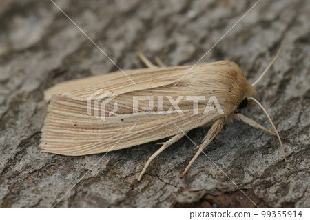 Closeup on the pale colored Smoky Winscot moth, Mythimna impura sitting on a piece of wood in the garden Closeup on the pale colored Smoky Winscot moth, Mythimna impura sitting on a piece of wood in the garden 99355914